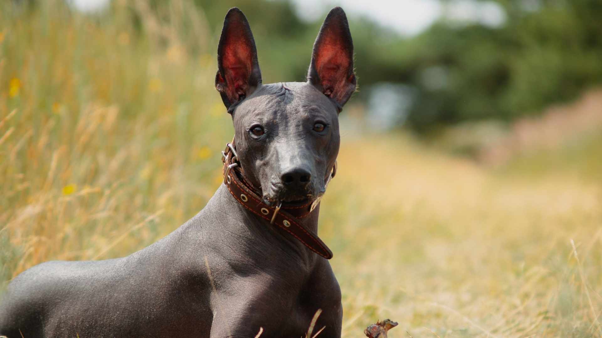 Xoloitzcuintle 
